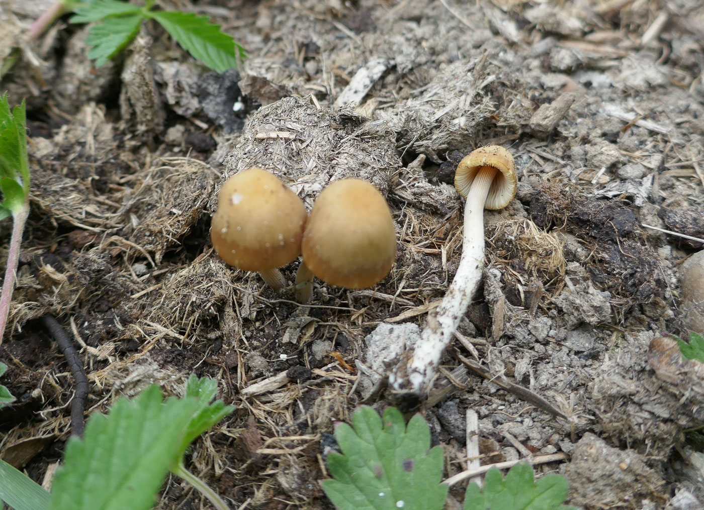 Photo by Jackie Ewan Conocybe moseri by Jackie Ewan